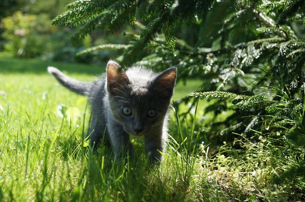 Comprendre la fertilité chez les chats mâles et femelles