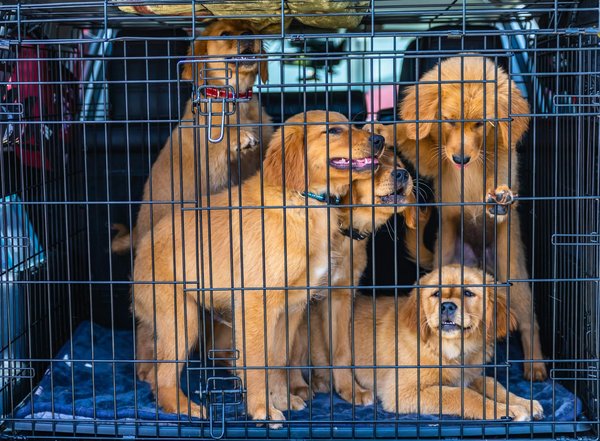 Tout savoir sur le sevrage des chatons