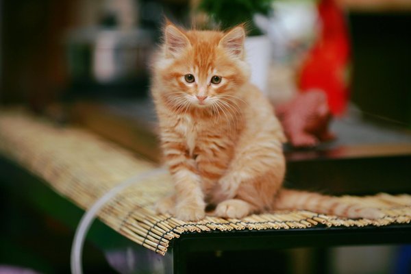 Astuces essentielles pour le bien-être de vos animaux de compagnie