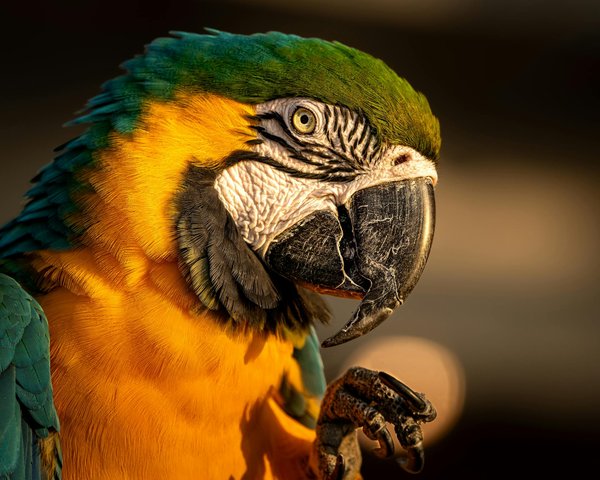 Top stratégies pour préparer les jeunes chevaux à la compétition