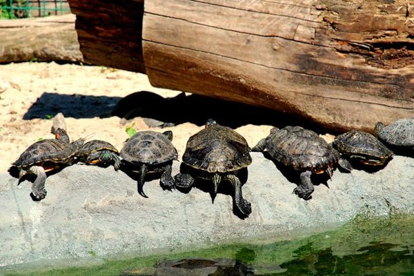 Quelles espèces de tortues sont les plus adaptées à la vie en terrarium?