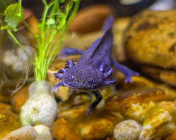Quelle est la meilleure façon de surveiller la croissance d'un groupe de jeunes axolotls?
