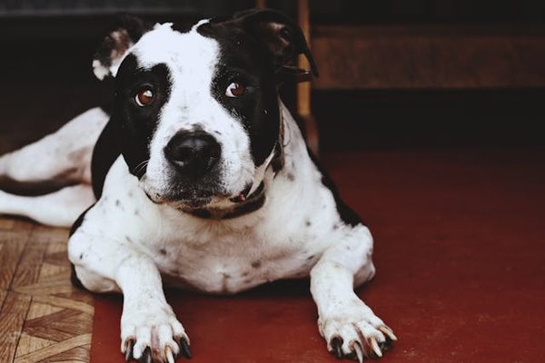 Comment gérer un chien de race Bull Terrier qui manifeste des comportements obsessionnels?
