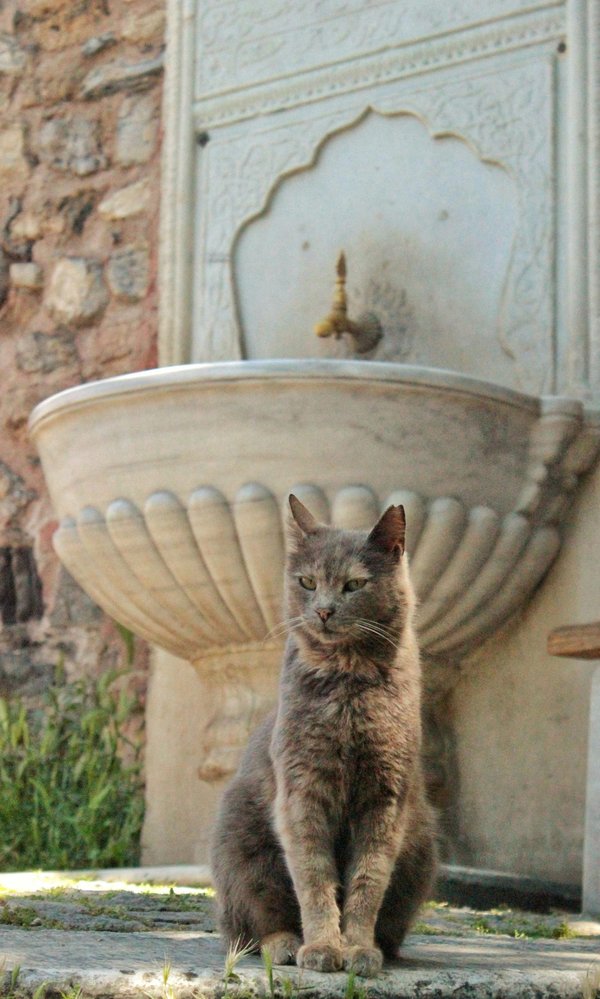 Fontaine à eau pour chat : la clé pour une hydratation saine
